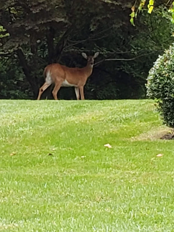 Bechtel Park