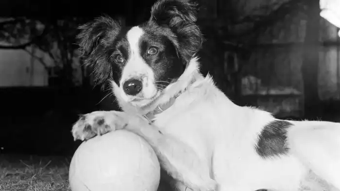 Naming Of The Pickleball Game After The Pritchard family's dog, named "Pickles"